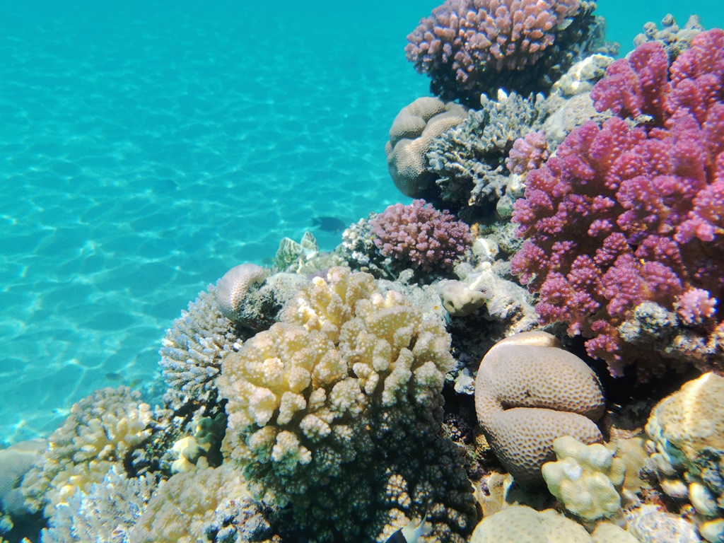 Red_sea_coral_reef_in_Makadi_Bay_Egypt_.jpg