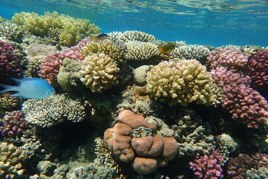 lRed_sea_coral_reef_in_Makadi_Bay_Egypt_.jpg